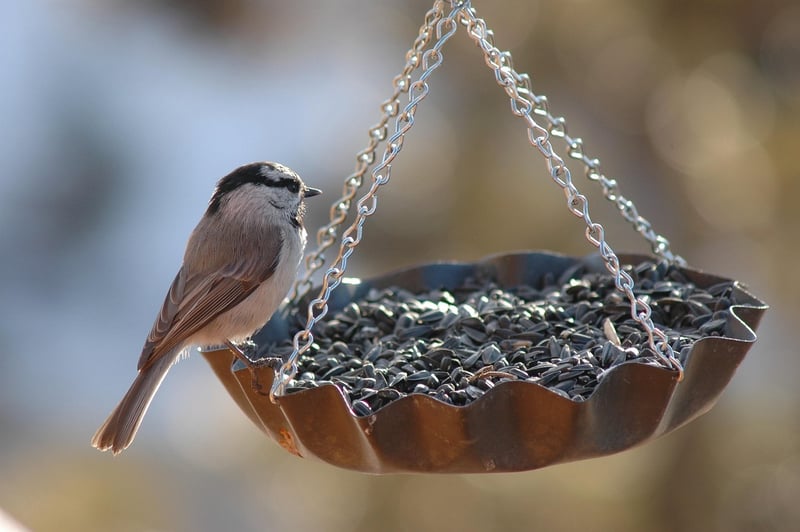 DIY Bird Feeders